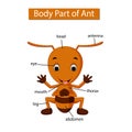 Diagram showing body part of ant Royalty Free Stock Photo