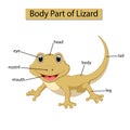 Diagram showing body part of lizard