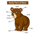 Diagram showing body part of bear