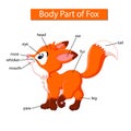 Diagram showing body part of fox