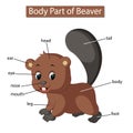 Diagram showing body part of beaver