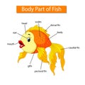 Diagram showing body part of fish