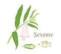 Sesame plant Vector illustration. Sesame branch with green leaves, flower, pod and seeds.