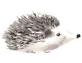 Hedgehog isolated on white background. Watercolor vector illustration Royalty Free Stock Photo