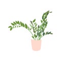 Potted houseplant vector illustration.