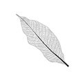 Skeletal  Leaves lined design on white background illustration vector Royalty Free Stock Photo