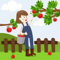 Illustrator of apple farm