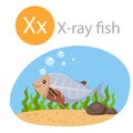 Illustrator of X for x-ray fish animal Royalty Free Stock Photo