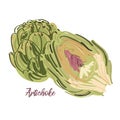 Artichoke vector bright icon isolated on background with text. Hand drawn artichokes. For infographic, Royalty Free Stock Photo