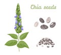 Chia plant and seeds isolated. Vector illustration of healthy vegan food Royalty Free Stock Photo