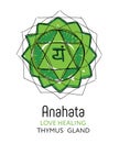 Anahata. Fourth primary chakra vector hand drawing illustration - for yoga studio. Thymus gland in human body. Symbol of energy