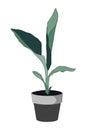 Simple exotic plant in pot. Houseplant in pots.