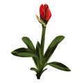 Decorative clivia amaryllis red bud of lilies flowers, design elements.
