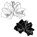 Decorative amaryllis lilies line black and white flowers couple, design elements. Royalty Free Stock Photo