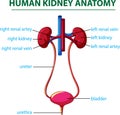 Creative human kidney anatomy design with touch points words Royalty Free Stock Photo