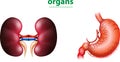 Creative human body design set of color inside organs