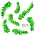 Various palm tree leaves