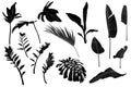 Set black white tropical leaves. Monochrome jungle exotic leaf palm, royal fern, banana leaf. Royalty Free Stock Photo