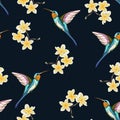 Seamless pattern with yellow flowers. Floral dÃÂ©cor of plumeria branch and exotic tropical humming bird. Royalty Free Stock Photo