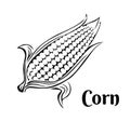 Corn icon. Black and white outline image.
