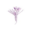 Saffron crocus flower or Botanica crocus vector lilac. Can be used for cards, invitations, banners, posters