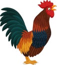 Cartoon rooster crowing on white background