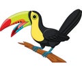 Cartoon toucan bird isolated on white background