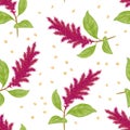 Amaranth plant and seeds seamless pattern on white background.