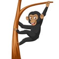 Cartoon baby chimpanzee hanging in tree branch Royalty Free Stock Photo