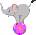 Cartoon circus elephant standing on a ball