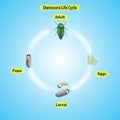 Stemocera life cycle on blue background Royalty Free Stock Photo