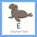 Illustrator of E for Elephant Seal animal