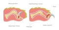 Cat nail structure anatomy / vector