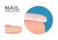 Structure of a Finger Nail . human . anatomy - Vector / dorsal, intermediate, ventral Royalty Free Stock Photo