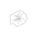 Black Line Art Dichondra Flower Vector Royalty Free Stock Photo
