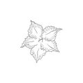 Black Line Art Desert Rose Flower Sabi Star