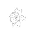 Black Line Art Daffodil Narcissus Flower Vector Line