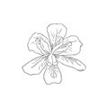 Black Line Art Dietes Flower or Fortnight Lily in Vector