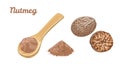 Nutmeg. Vector illustration of culinary seasoning
