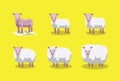 Sheep Cute Growing Stages Cartoon Vector Illustration