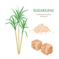 Cane sugar set. Brown cane sugar cubes, plant and sand sugar pile