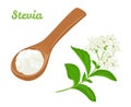 Stevia plant and powder in wooden spoon isolated