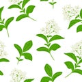 Stevia seamless pattern. Blooming branches of medical plant with green leaves and flowers