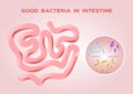 Good bacteria in intestine / flora