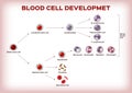 Blood cell development / stem cell are transform to platelet white and red blood cell infographic chart / vector Royalty Free Stock Photo