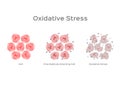 Oxidative Stress cell / free radical