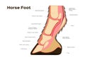 Horse foot and leg anatomy / infographic chart vector Royalty Free Stock Photo