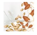 Pistachio and Almond nuts on white background