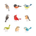 Set of colorful birds isolated on white background