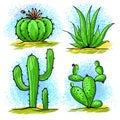 Wild Cactus Draw